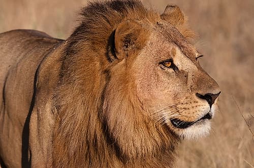 Close-up portrait of a male lion Chief Island-Moremi Game Reserve-Okavango Delta-Botswana Nature Print